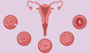 How Long After Implantation Does HCG Rise?